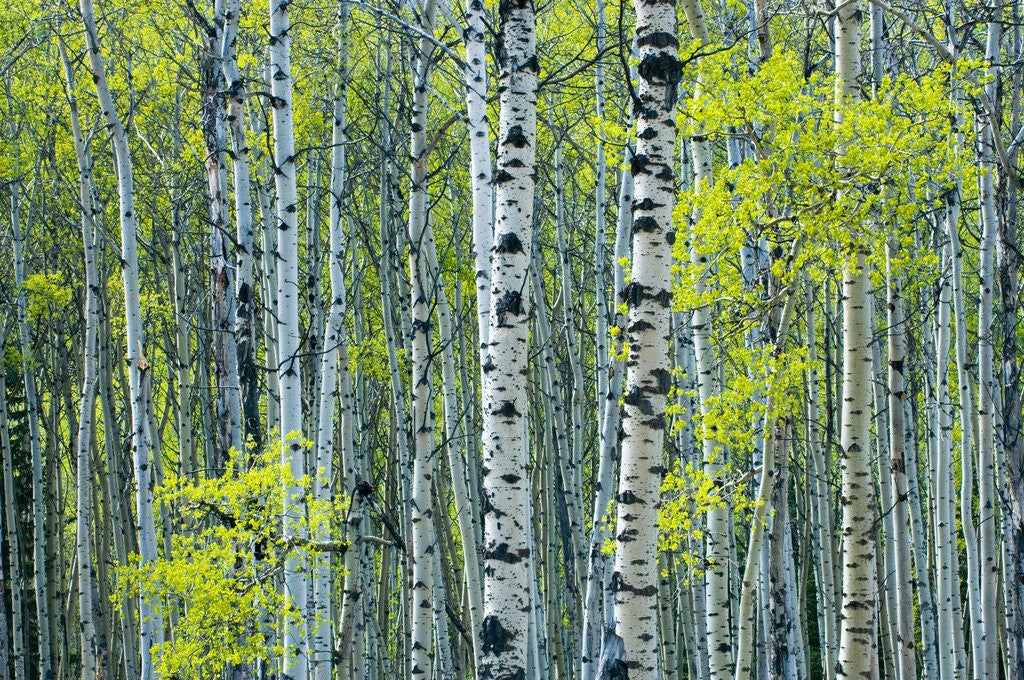 Detail of Spring Foliage on Trembling Aspen, Jasper National Park, Alberta, Canada. by Anonymous