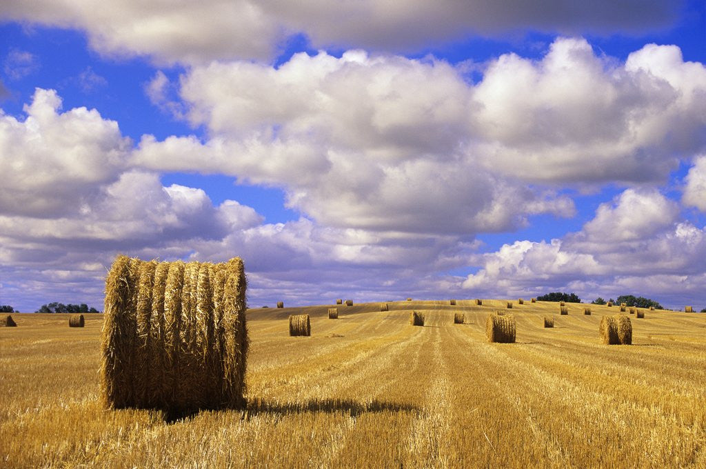 Detail of Bales and Clouds Near Sherbrooke, Saskatchewan, Canada. by Anonymous