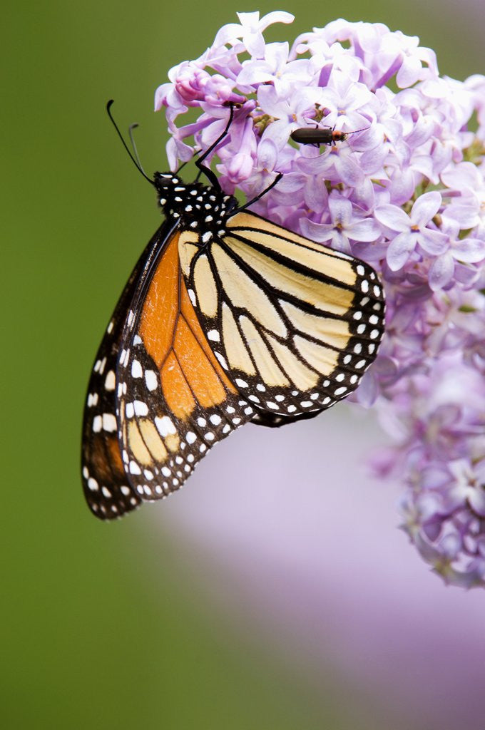 Detail of Monarch Butterfly (Danaus Plexippus) Nectaring on Lilac Flowers, Wanup, Ontario, Canada. by Anonymous
