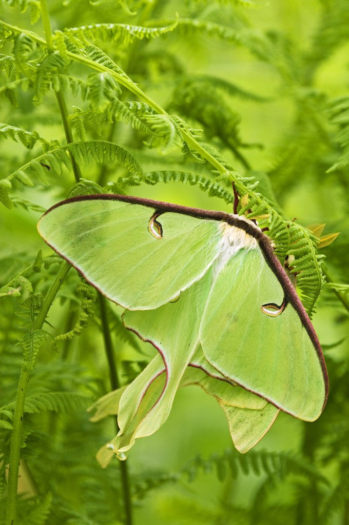 Detail of Luna Moth (Actias Luna) Mating Pair Among Hay-scented Ferns, Lively, Ontario, Canada. by Anonymous