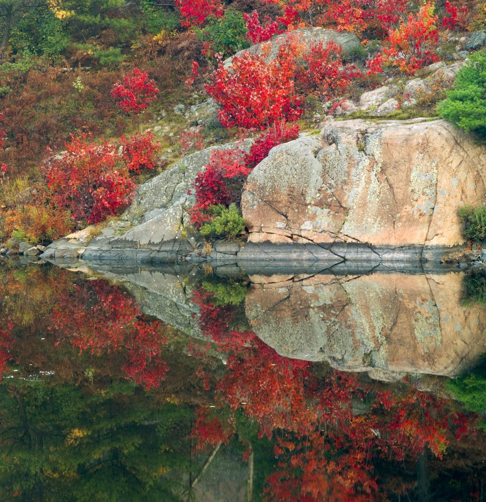 Detail of Autumn Colour Reflected in Murdock River, Sudbury, Ontario, Canada. by Anonymous