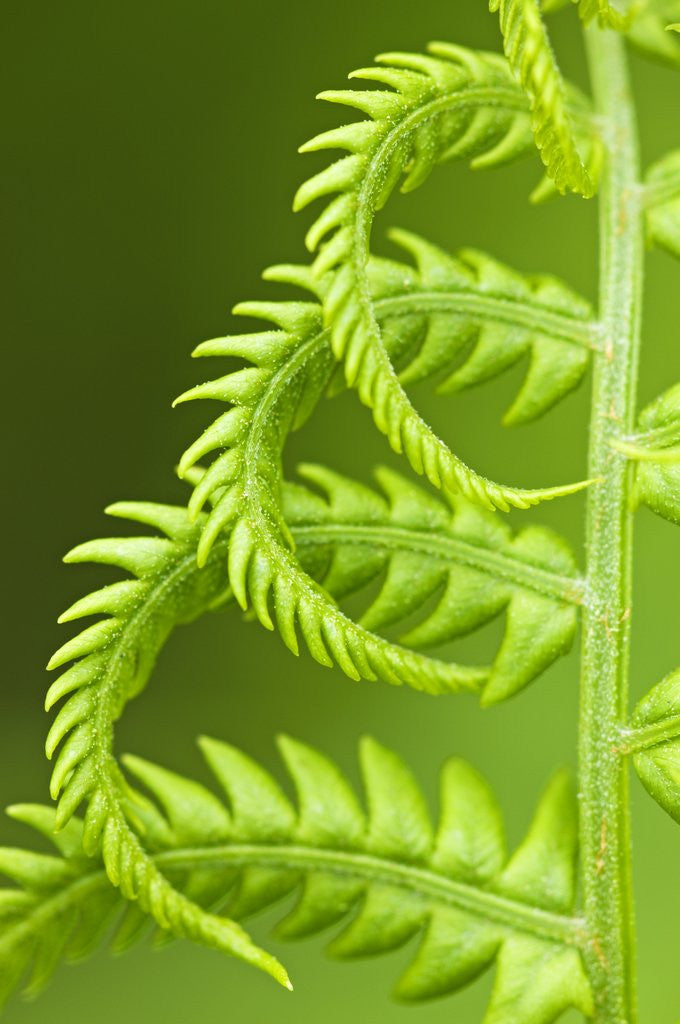 Detail of Cinnamon Fern (Osmunda Cinnamomea) Detail of Emerging Fronds, Lively, Ontario, Canada. by Anonymous