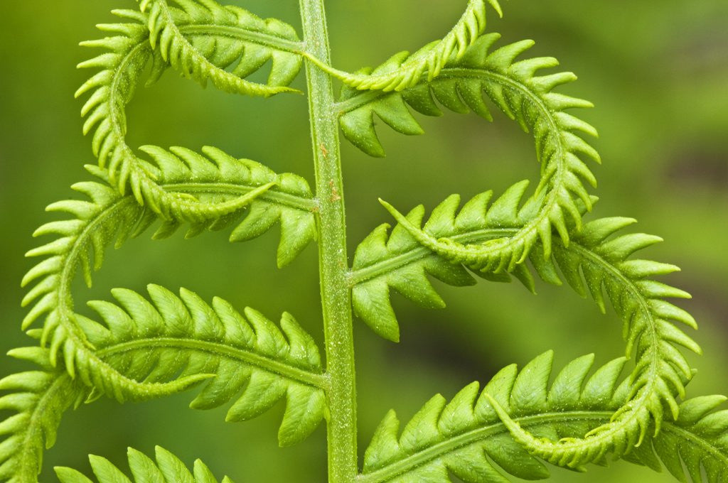 Detail of Cinnamon Fern (Osmunda Cinnamomea) Detail of Emerging Fronds, Lively, Ontario, Canada. by Anonymous
