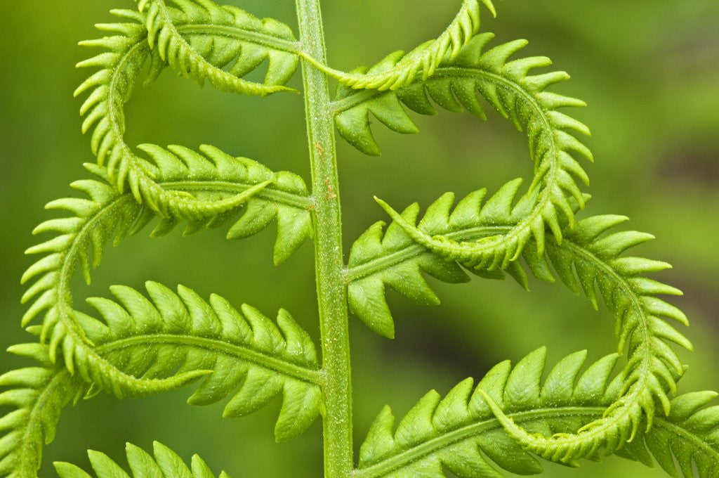 Detail of Cinnamon Fern (Osmunda Cinnamomea) Detail of Emerging Fronds, Lively, Ontario, Canada. by Corbis