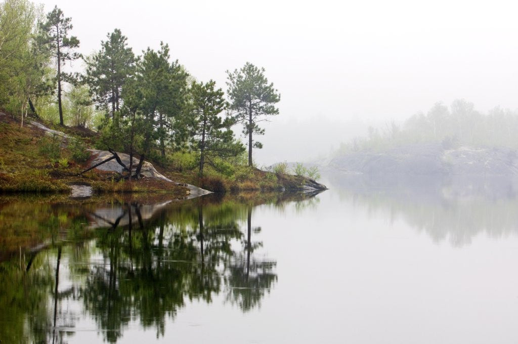 Detail of Spring Foliage on Birch Trees and Rock Outcrops Reflected in Laurentian Lake, Lake Laurentian Conservation Area, Sudbury, Ontario, Canada. by Anonymous