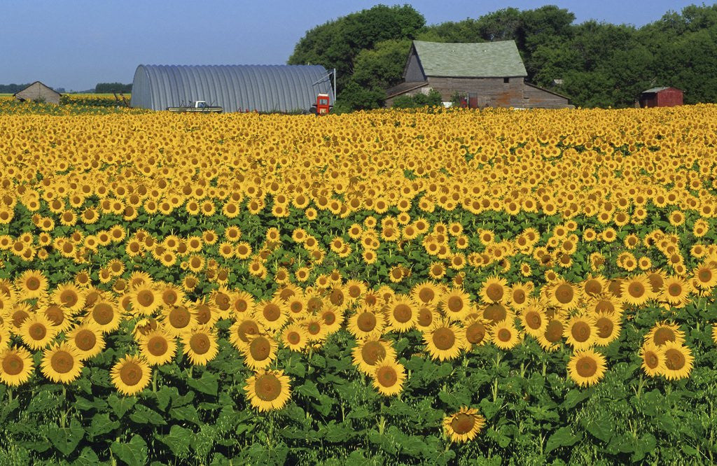Detail of Sunflowers and Farm, Dugald, Manitoba, Canada. by Corbis