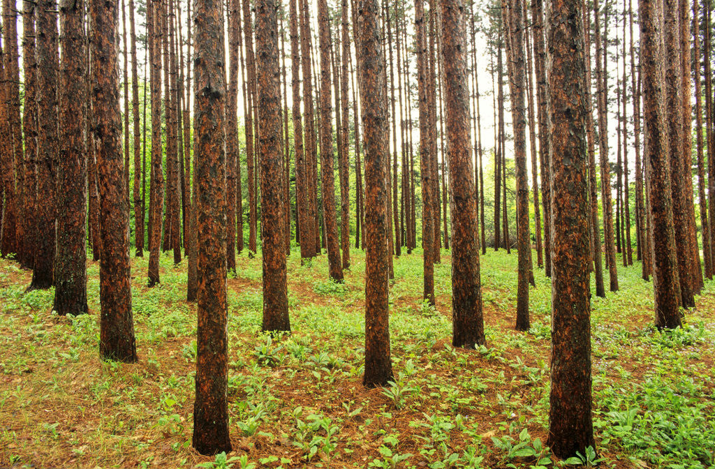Detail of Pine Grove, La Seigneure Des Aulnaies, Quebec, Canada. by Anonymous