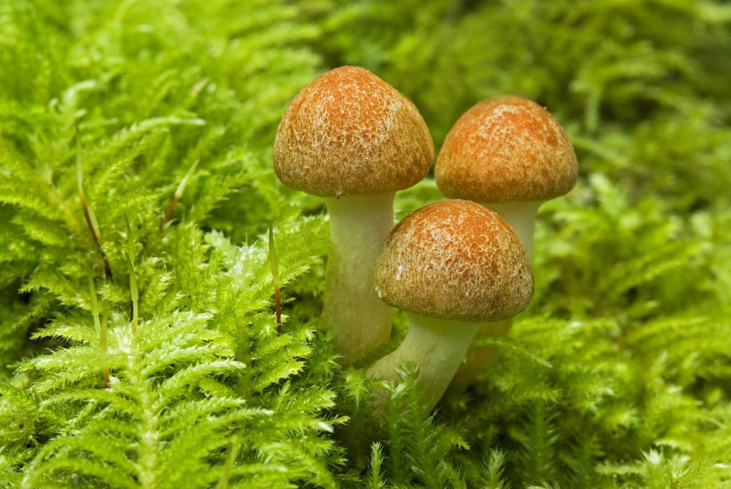 Detail of Mushroom, Vancouver Island, British Columbia, Canada. by Anonymous