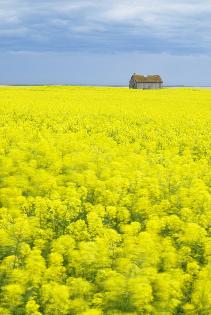 Detail of Barn and Canola Field, Southern Saskatchewan, Canada by Anonymous