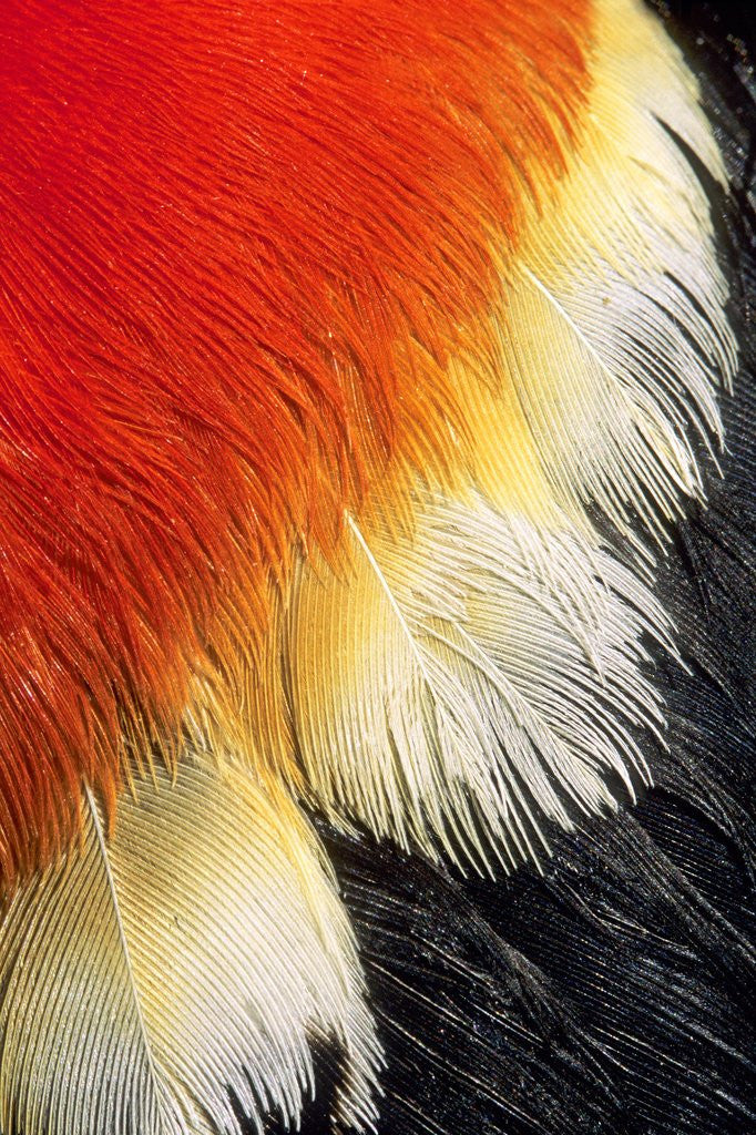 Detail of Scarlet Epaulet in a Male Red-winged Blackbird (Agelaius Phoeniceus), Alberta, Canada. by Anonymous
