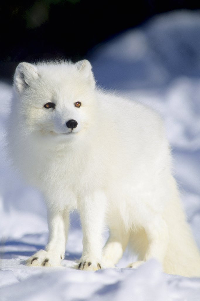 Detail of Adult Arctic Fox (Alopex Lagopus) Foraging on the Shoreline, Hudson Bay, Arctic Manitoba, Canada by Anonymous