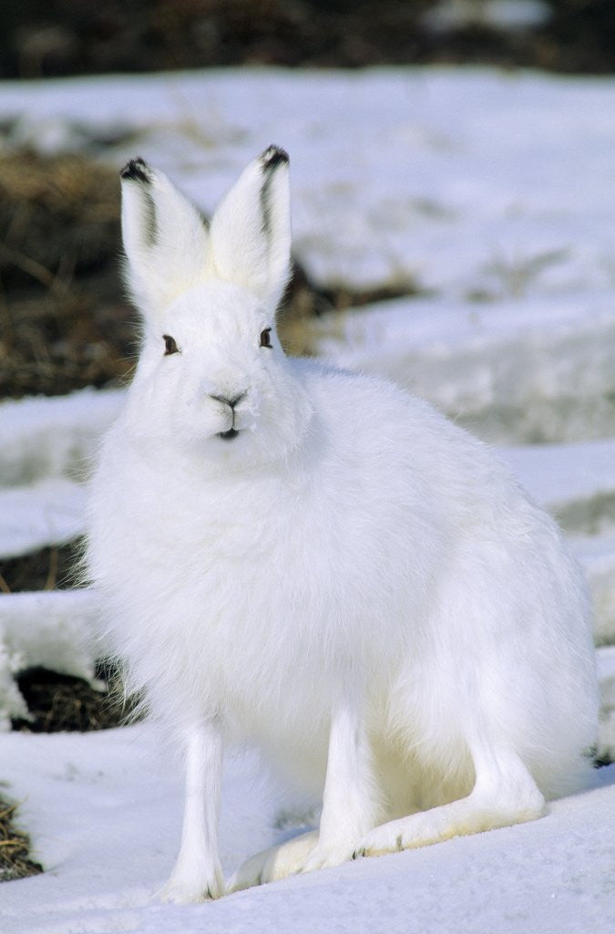 Detail of Adult Arctic Hare (Lepus Arcticus), Banks Island, Northwest Territories, Arctic Canada by Anonymous