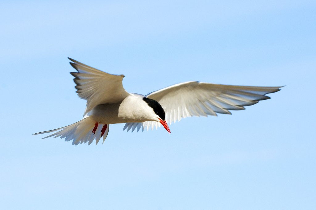 Detail of Adult Arctic Tern (Sterna Paradisea) Hovering Before a Dive, Victoria Island, Nunavut, Arctic Canada by Corbis