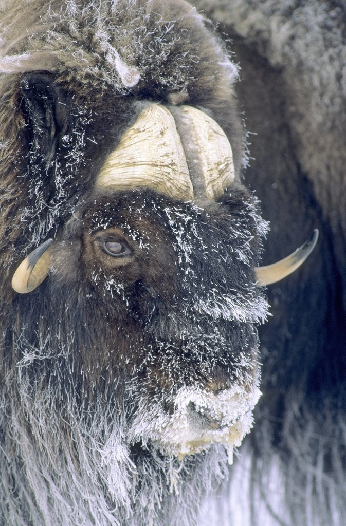 Detail of Adult Bull Muskox (Ovibos Moschatus) Covered with Frost. Banks Island, Northwest Territories, Arctic Canada. by Corbis