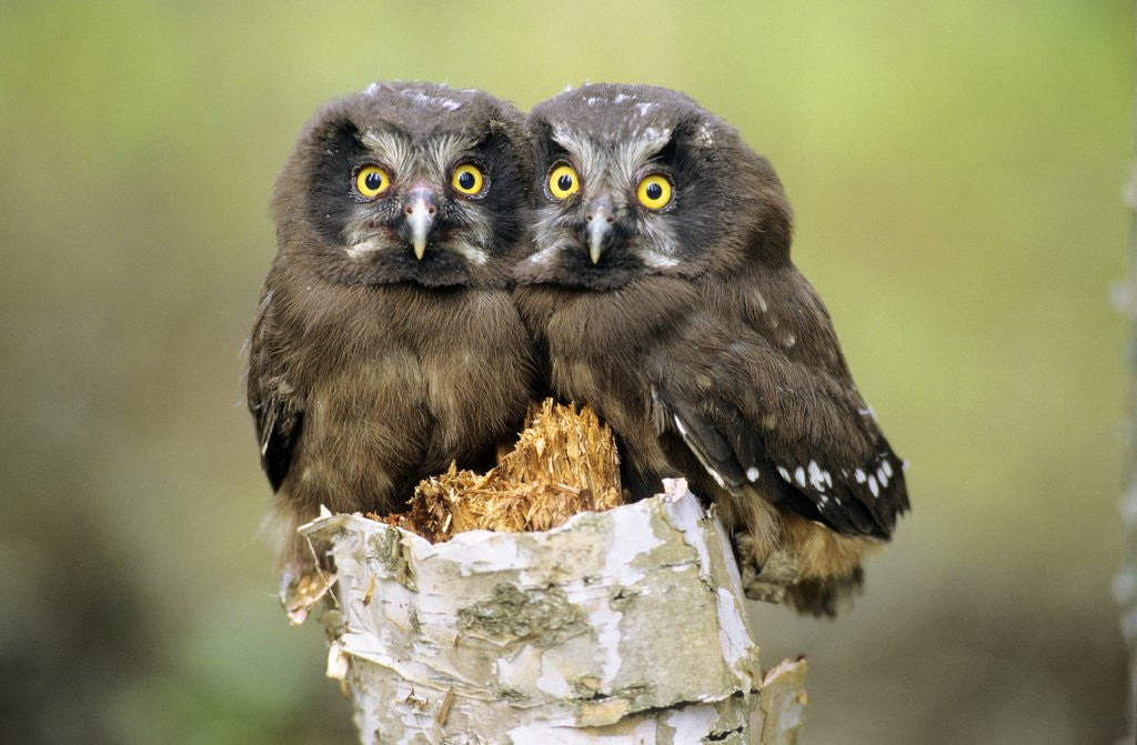 Detail of Young Boreal Owl Chicks (Aegolius Funereus), Northern Alberta, Canada. by Corbis