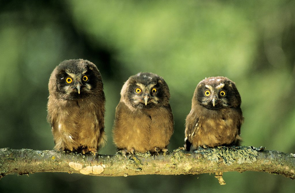 Detail of Young Boreal Owl Chicks (Aegolius Funereus), Northern Alberta, Canada. by Corbis