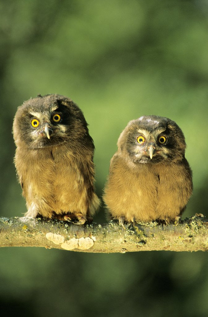 Detail of Boreal Owlets (Aegolius Funereus), Northern Alberta, Canada by Anonymous