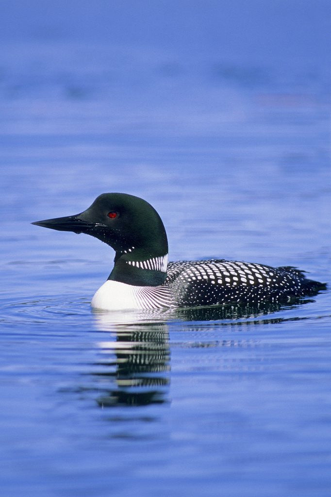 Detail of Adult Common Loon (Gavia Immer), Northern Saskatchewan, Canada by Anonymous