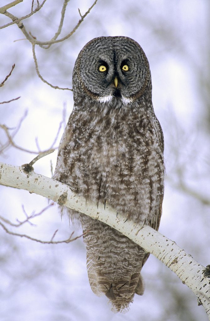Detail of Adult Great Gray Owl (Strix Nebulosa) Hunting in a Winter Roadside, Northern Alberta, Canada. by Anonymous