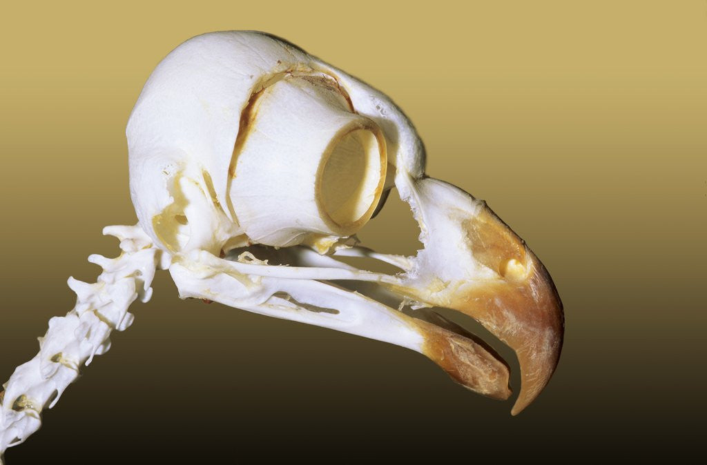 Detail of Skull of an Adult Great Horned Owl (Bubo Virginianus), Alberta, Canada by Anonymous