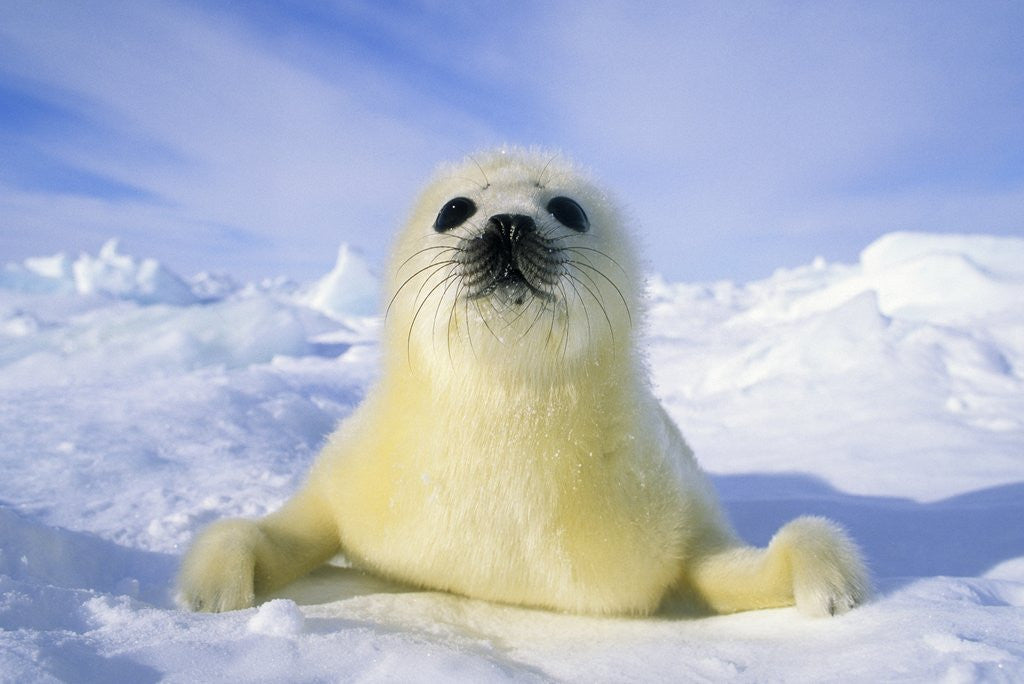 Detail of Newborn Harp Seal (Phoca Groenlandica) Pup (yellowcoat), Gulf of the St. Lawrence River, Canada. Natal Coat Stained Yellow by Amniotic Fluid.