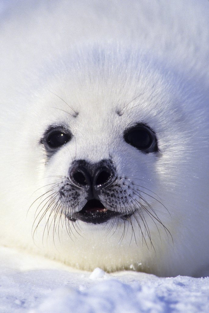 Detail of Week-old Harp Seal (Phoca Groenlandica) Pup (whitecoat), Gulf of the St. Lawrence River, Canada. by Corbis