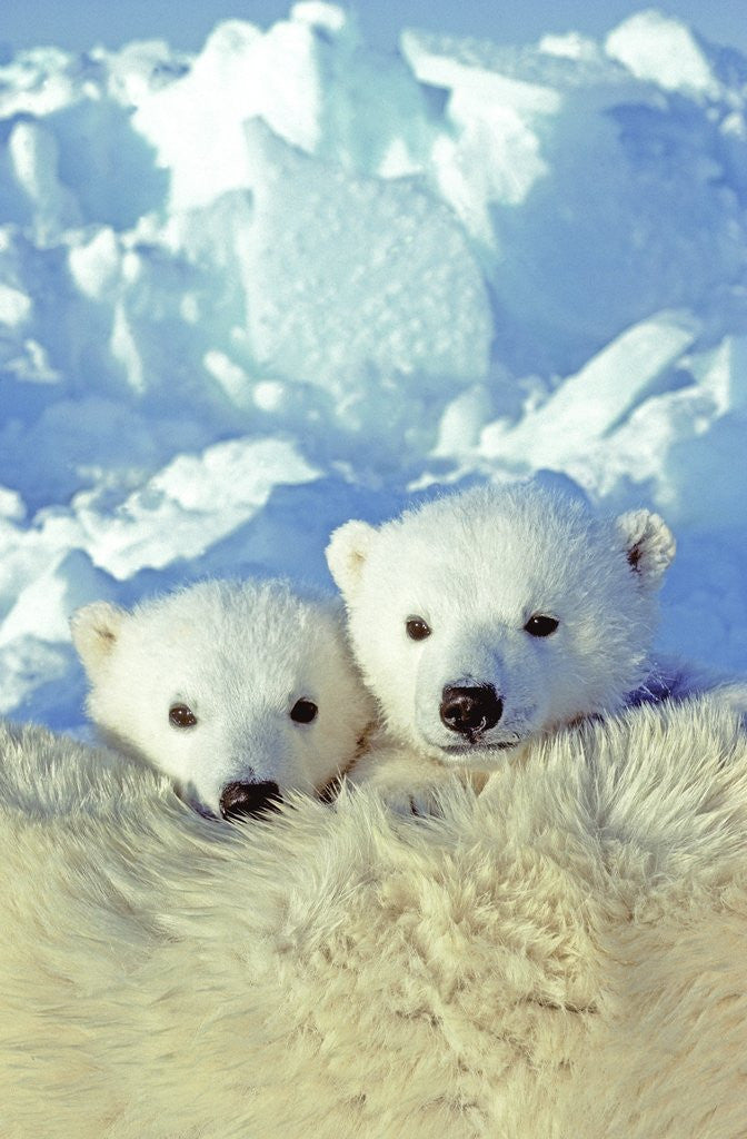 Detail of Three-month Old Twin Polar Bear Cubs (Ursus Maritimus) Resting on Their Mother's Back, Coastal Hudson Bay, Canada. by Anonymous