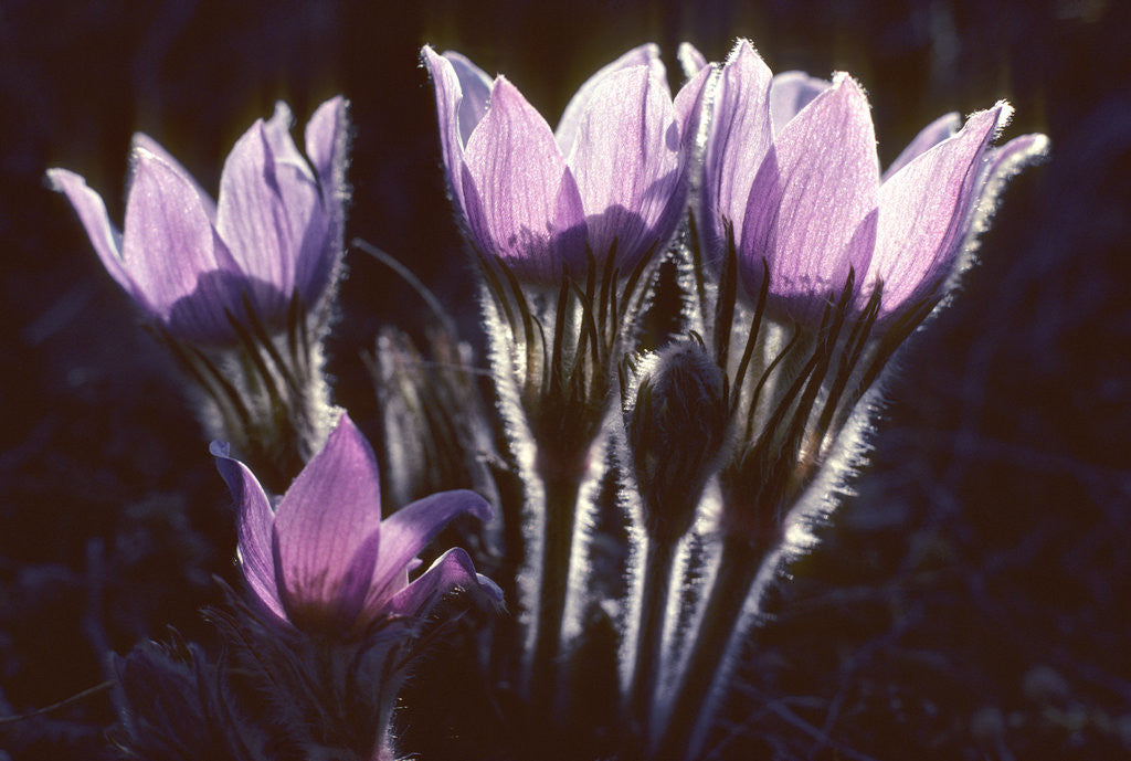 Detail of Prairie Crocus (Anemone Patens), Prairie Saskatchewan, Canada by Anonymous