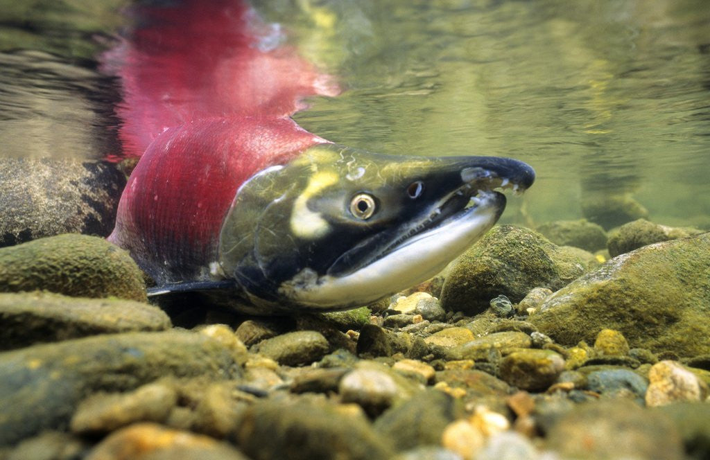 Detail of Sockeye Salmon, Adams River, Shuswap, British Columbia, Canada by Anonymous