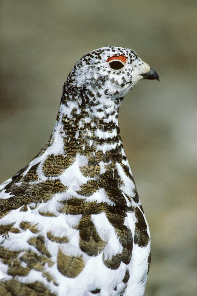 Detail of Adult Male White-tiled Ptarmigan (Lagopus Leucurus) in Late Spring Plumage, Northern Rocky Mountains, Alberta by Corbis