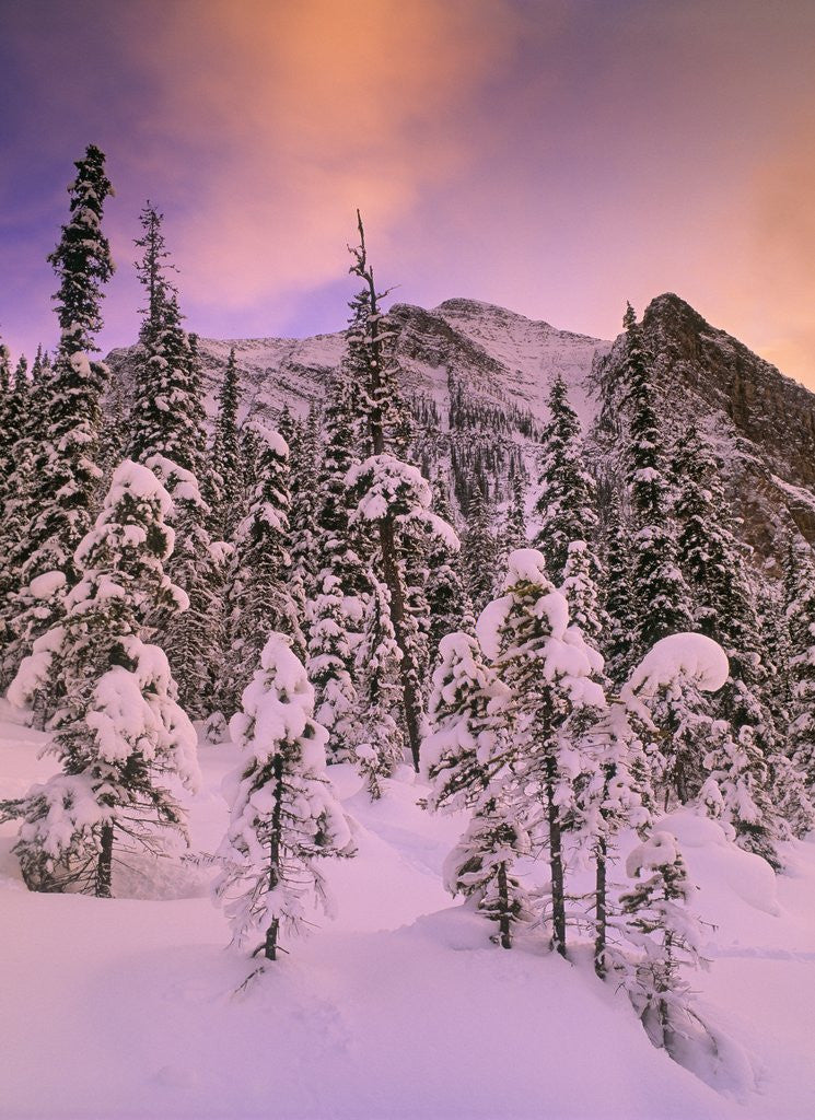 Detail of Snow Covered Trees at Lake Louise, Banff National Park, Alberta Canada by Anonymous