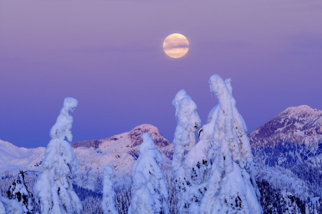 Detail of Moonset at Sunrise, Winter, Mount Seymour Provincial Park, North Vancouver, British Columbia by Anonymous