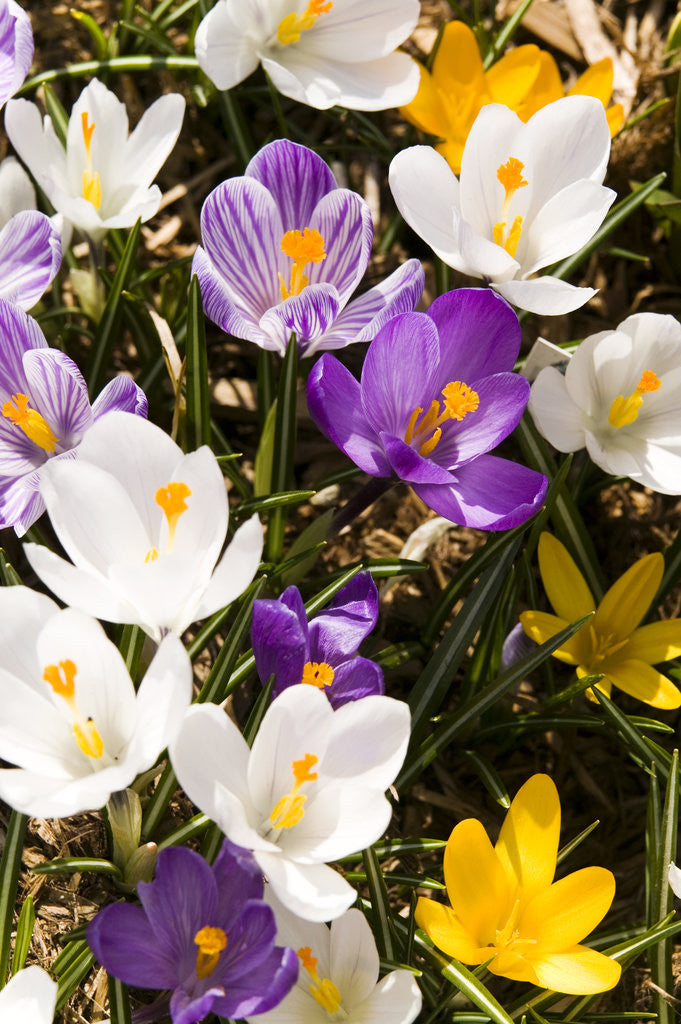 Detail of White Crocus Giant Mixed Assorted Colours Crocus Vernus, Montreal, Quebec, Canada by Anonymous