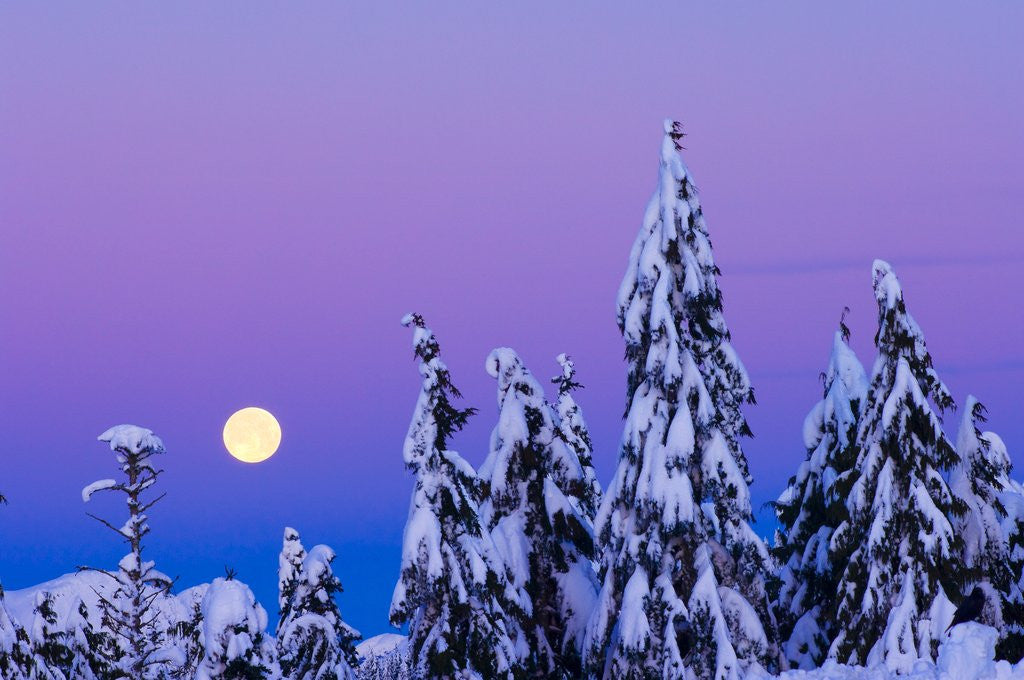 Detail of Moonset. From Grouse Mountain, Vancouver, British Columbia, Canada. by Anonymous