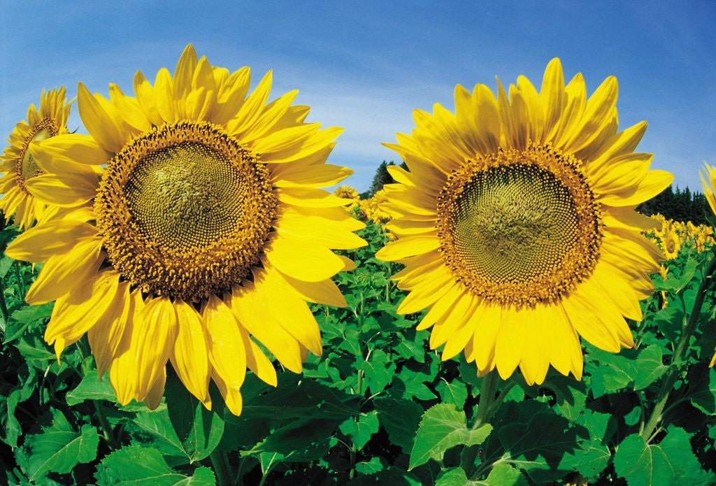 Detail of Sunflowers Near Oakbank, Manitoba, Canada by Anonymous