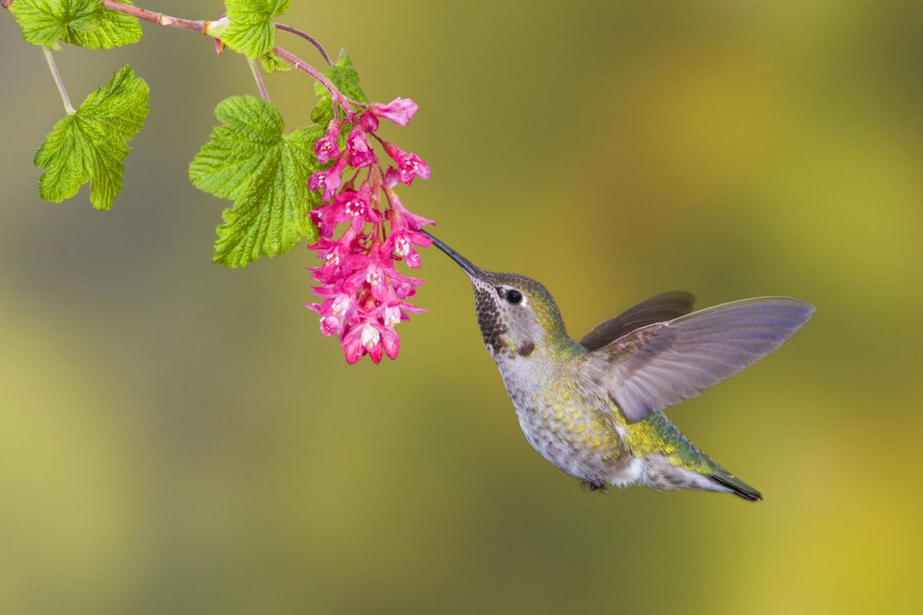 Detail of Anna's Hummingbird (Calypte Anna) Feeding at a Red Currant Flower in Victoria, British Columbia, Canada by Corbis