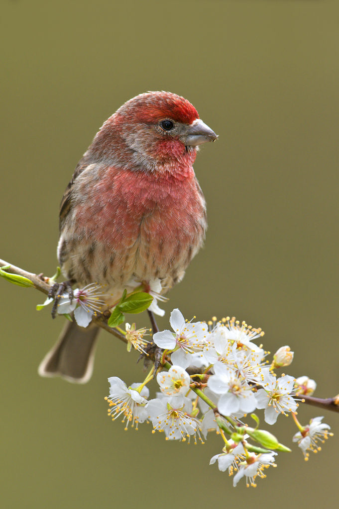 Detail of House Finch (Carpodacus Mexicanus) on Flowering Plum Tree Branch, Victoria, Vancouver Island, British Columbia, Canada by Corbis