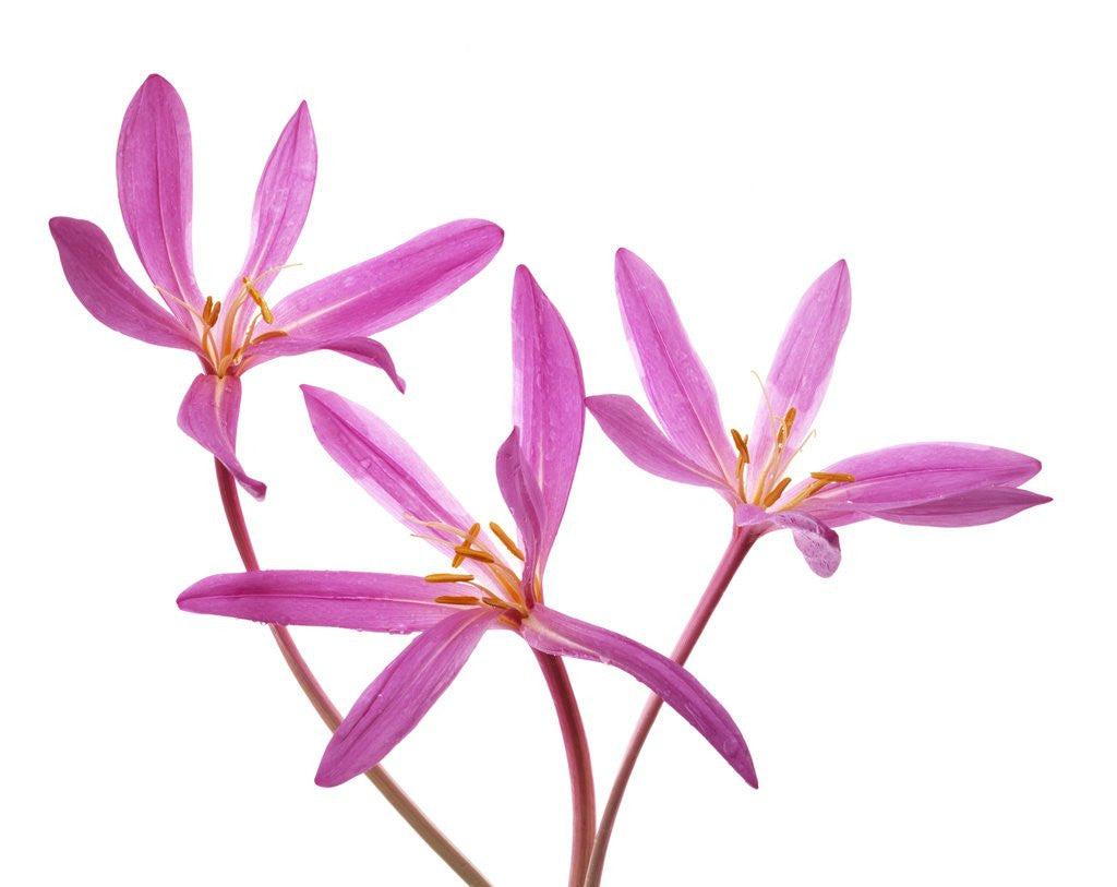 Detail of Three Pink Colchicum Flowers on White Background by Anonymous