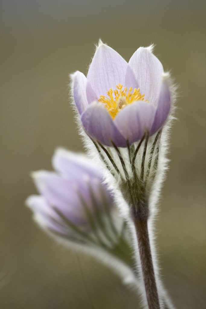 Detail of Close-up of Prairie Crocus (Anenome Patens) in Bow Valley Provincial Park, Kananaskis Country, Alberta, Canada by Corbis