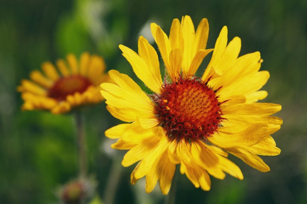Detail of Brown-eyed Susan Flowers in British Columbia, Canada by Anonymous
