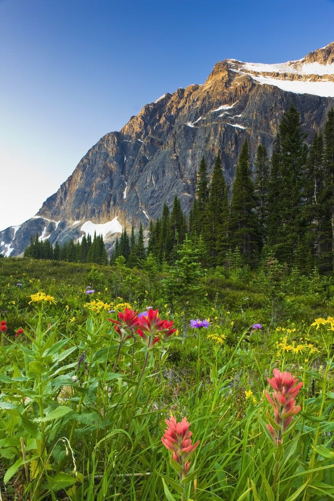 Detail of Wildflowers in Cavell Meadows with View of Mount Edith Cavell, Jasper National Park, Alberta, Canada by Anonymous