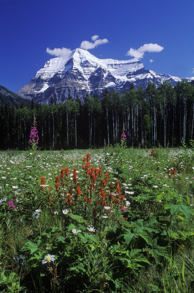 Detail of Mount Robson, 3954 M, Highest Peak in Canadian Rockies, British Columbia, Canada. by Anonymous