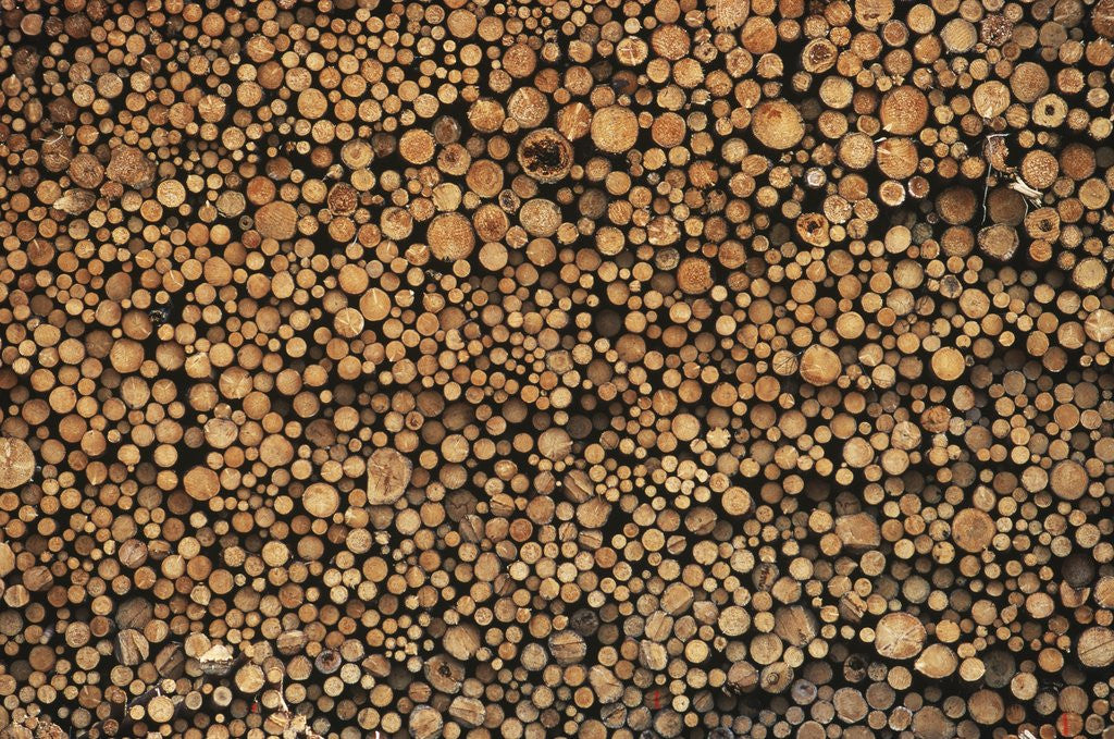 Detail of Pulp Wood Stacked in Processing Yard, British Columbia, Canada. by Anonymous