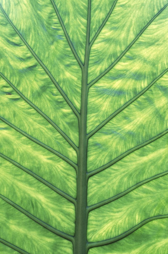Detail of Yellow Skunk Cabbage (Lysichitum Americanum) Leaf Pattern, British Columbia, Canada. by Anonymous