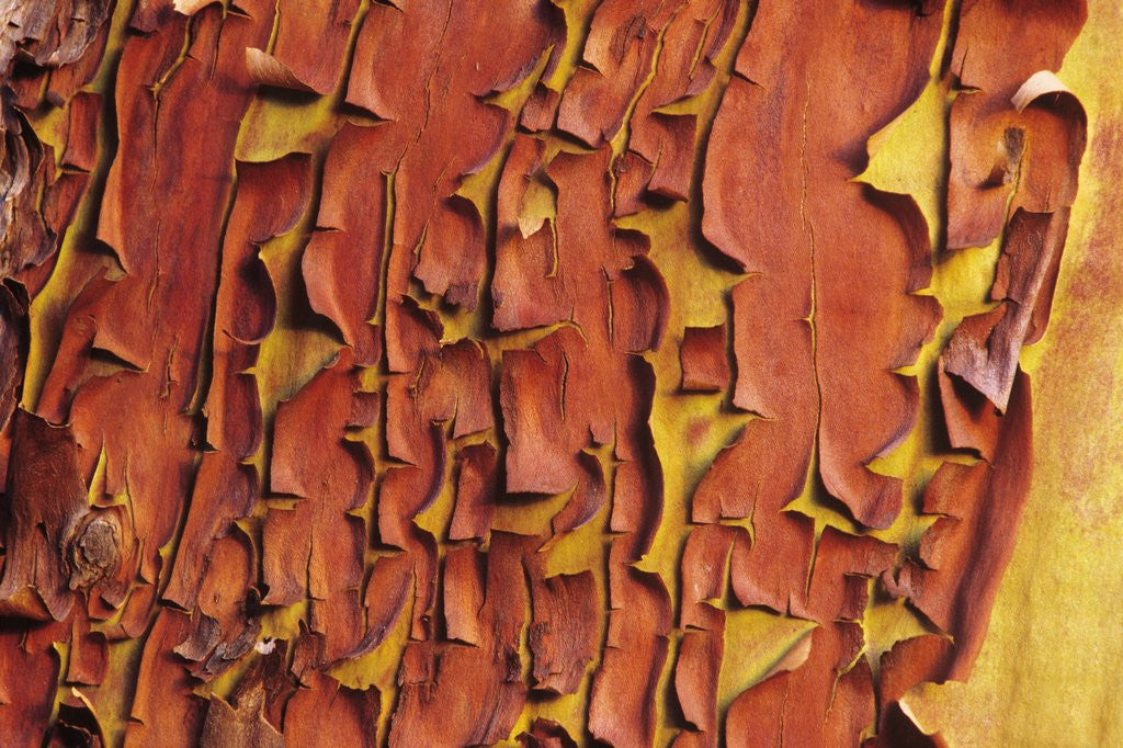 Detail of Arbutus Tree, Bark Pattern, British Columbia, Canada. by Anonymous