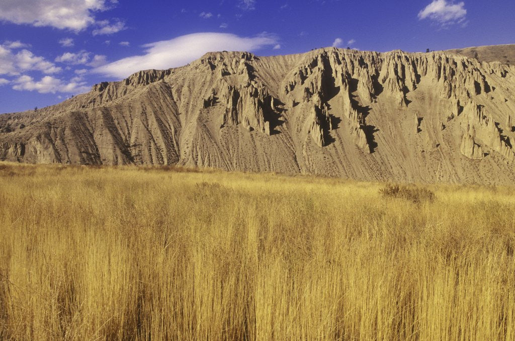 Detail of Grasslands at Farwell Canyon, British Columbia, Canada. by Anonymous
