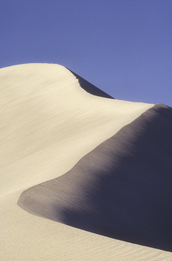 Detail of Farwell Canyon Sand Dune, British Columbia, Canada. by Anonymous