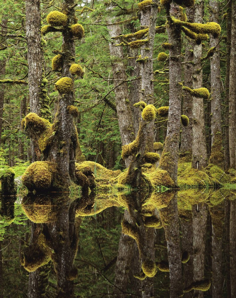 Detail of Swamp Forest, Naikoon Provincial Park, Haida Gwaii, British Columbia, Canada. by Anonymous