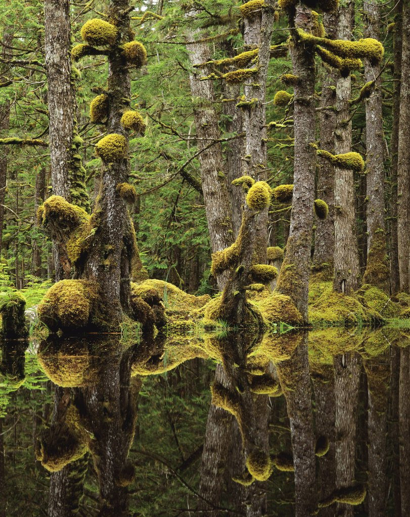 Detail of Swamp Forest, Naikoon Provincial Park, Haida Gwaii, British Columbia, Canada. by Corbis