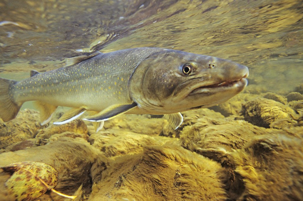 Detail of Interior Bull Trout, Bulkley River, British Columbia, Canada. by Anonymous